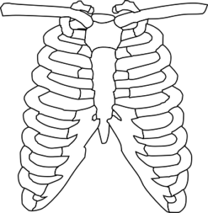 胸郭の骨