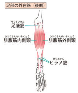 ふくらはぎの筋肉の構造