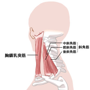 斜角筋と胸鎖乳突筋