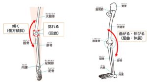 膝関節の骨の絵と動き